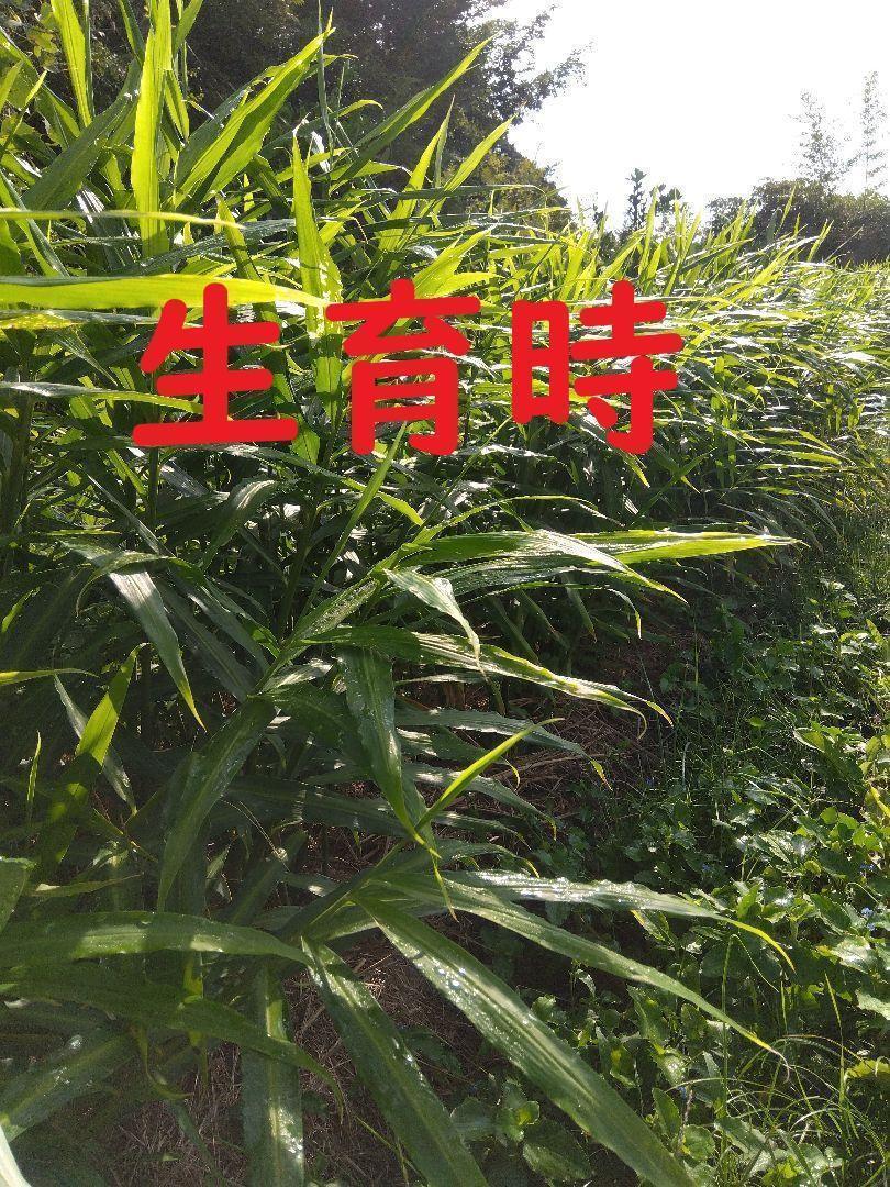 アルジ大ショウガ７kg栽培期間中農薬不使用