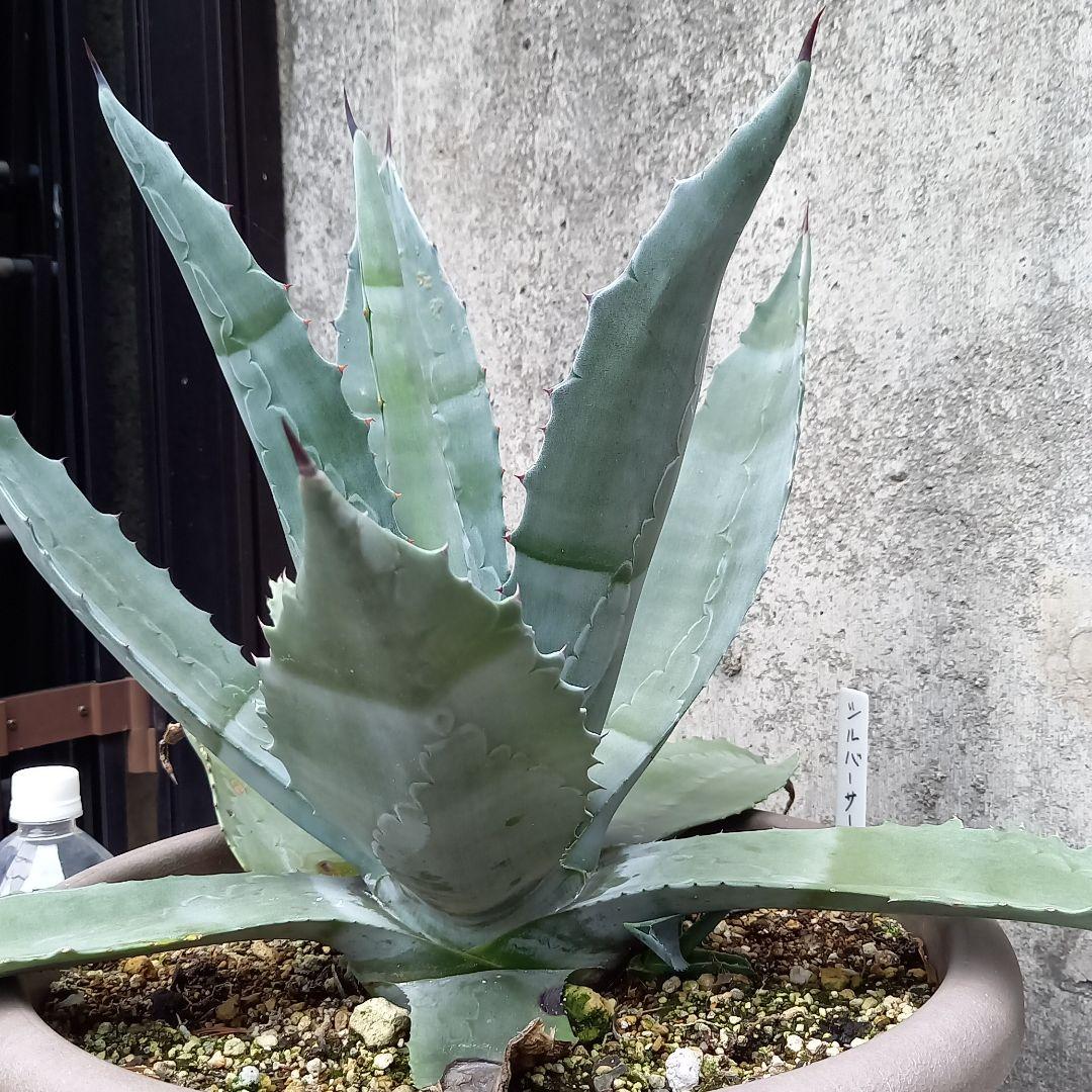 【現品】アガベ・シルバーサーファー　10号　Gか番 楽天市場】ロックガーデン・ドライガーデンにお勧め【現品・現物