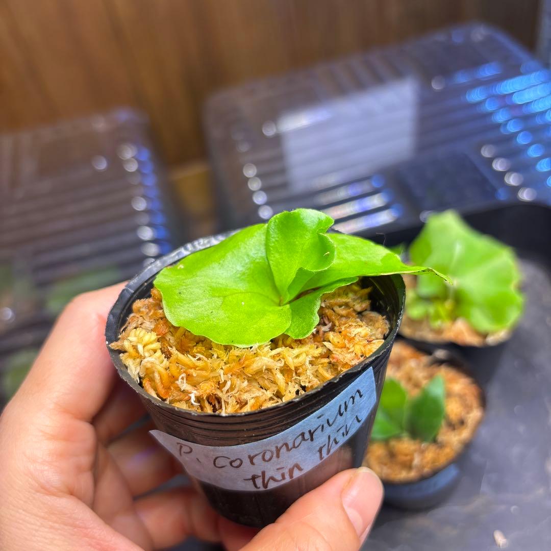 ビカクシダ　胞子培養