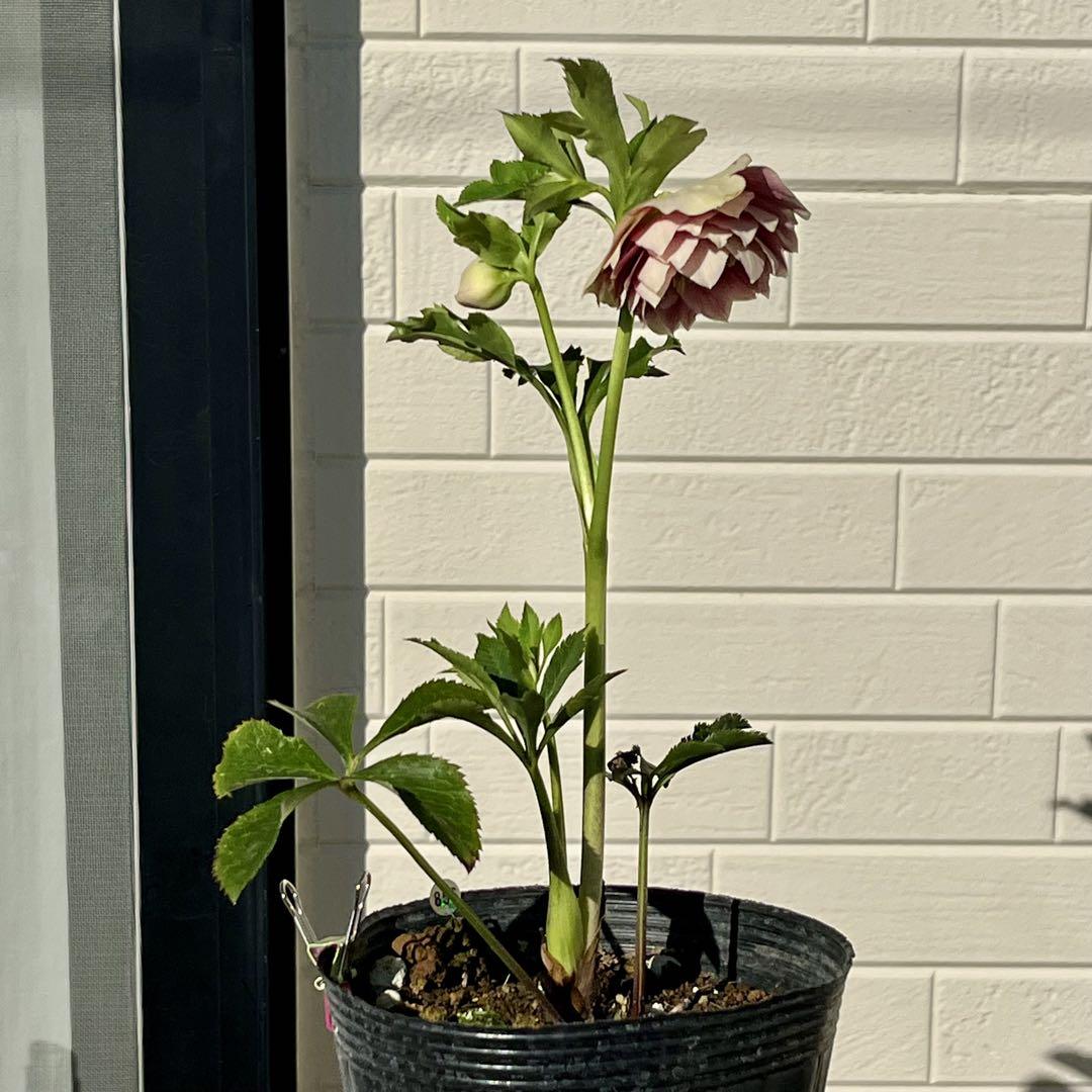 1株未株分