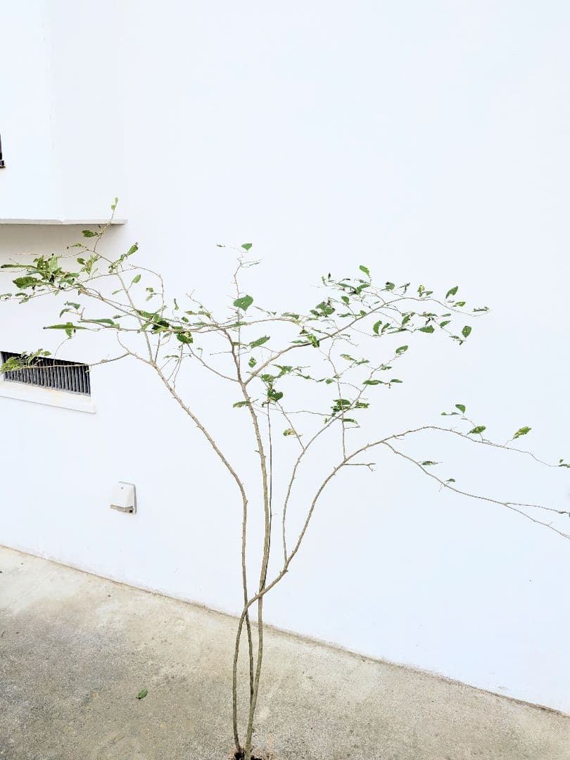 山採りアブラチャン新品、♥