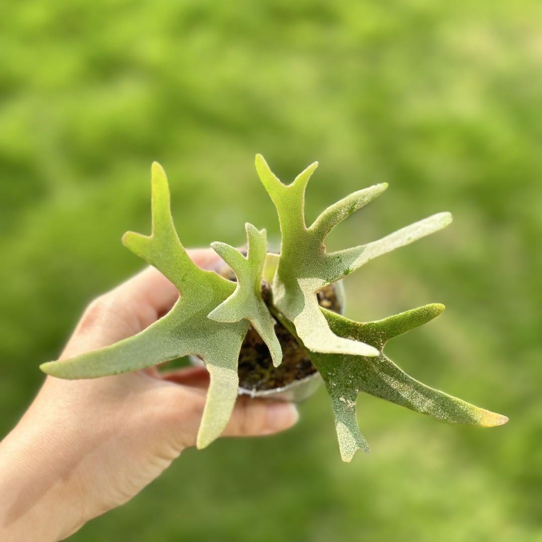yellow moon dwarf ’totoro’ sporeling 202