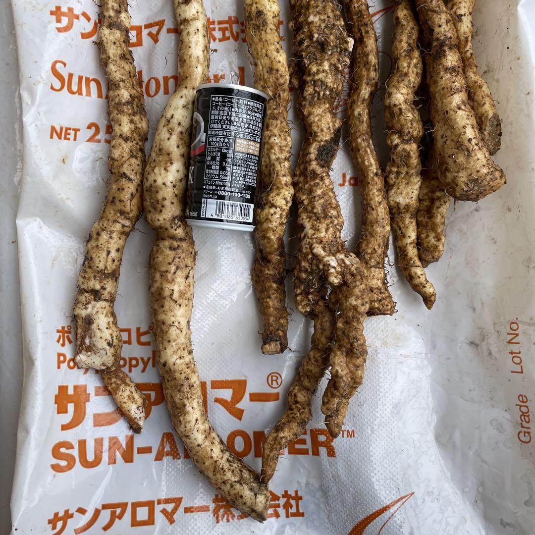 天然自然薯ーー1.6キロ