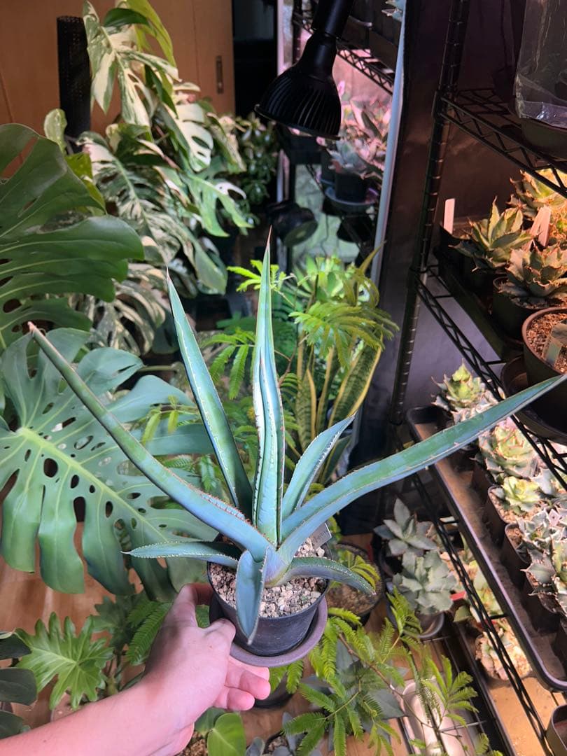 アガベ パキポディウム