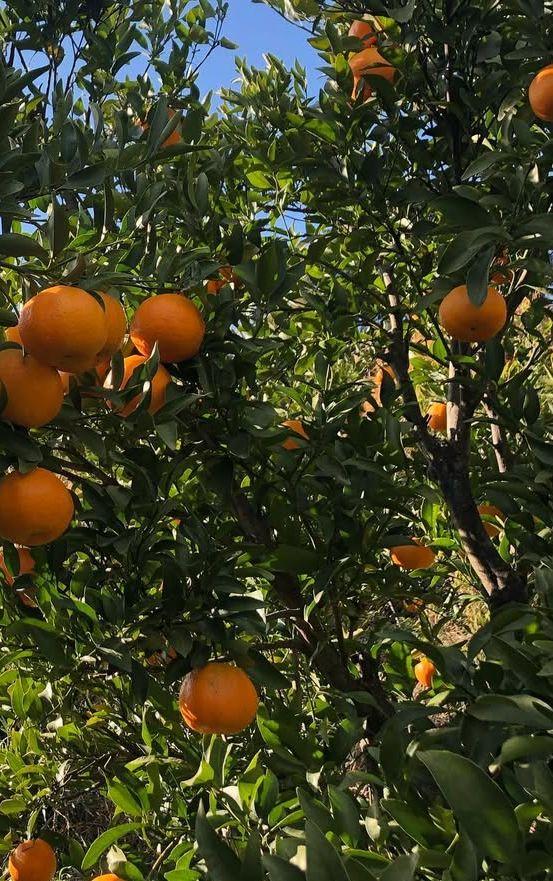 静岡県産　産地直送　ポンカン М〜Lサイズ　箱込み10キロ