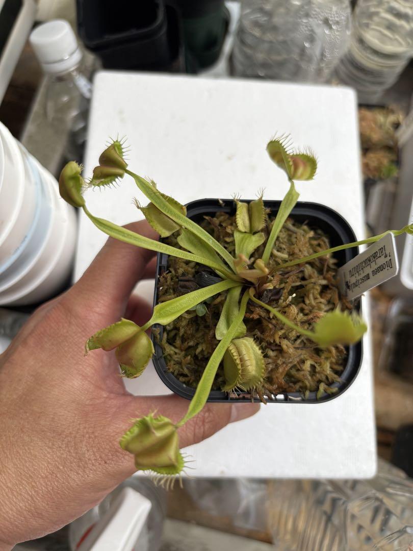 食虫植物　ハエトリソウ　タラコクチビル　　　　カクタス長田　送料無料　メルカリ便