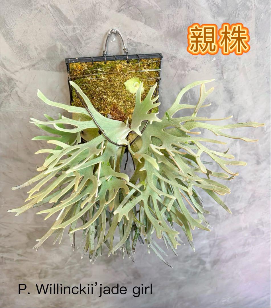 ビカクシダ　P.willinckii Jade Girl sporeling ブランド通販サイト P.willinckii Jade Girl Sporelings Select
