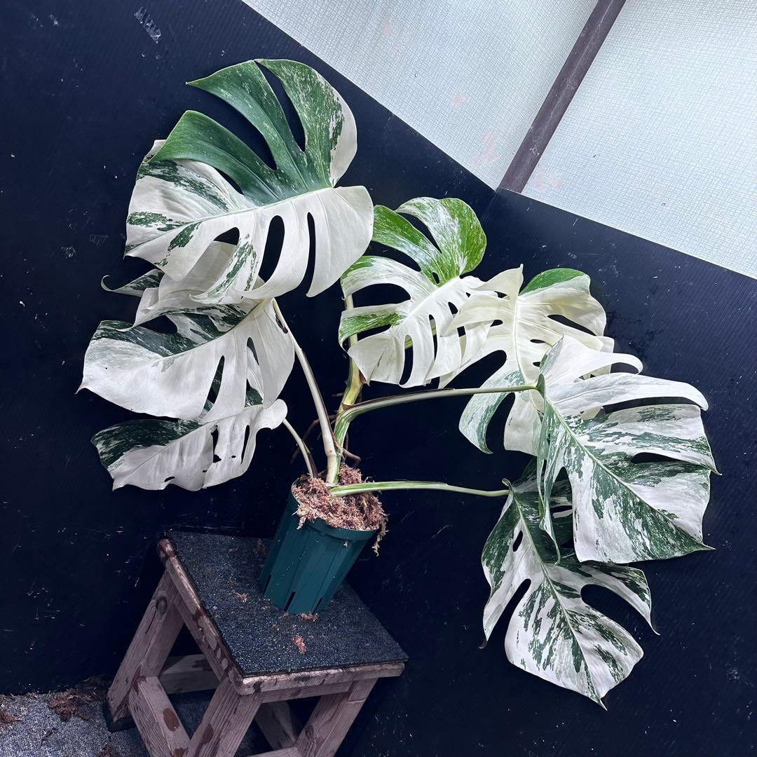 斑入りモンステラ ホワイトタイガー極美大株60cm白斑多 斑入りモンステラ ホワイトタイガー極美大株60cm白斑多