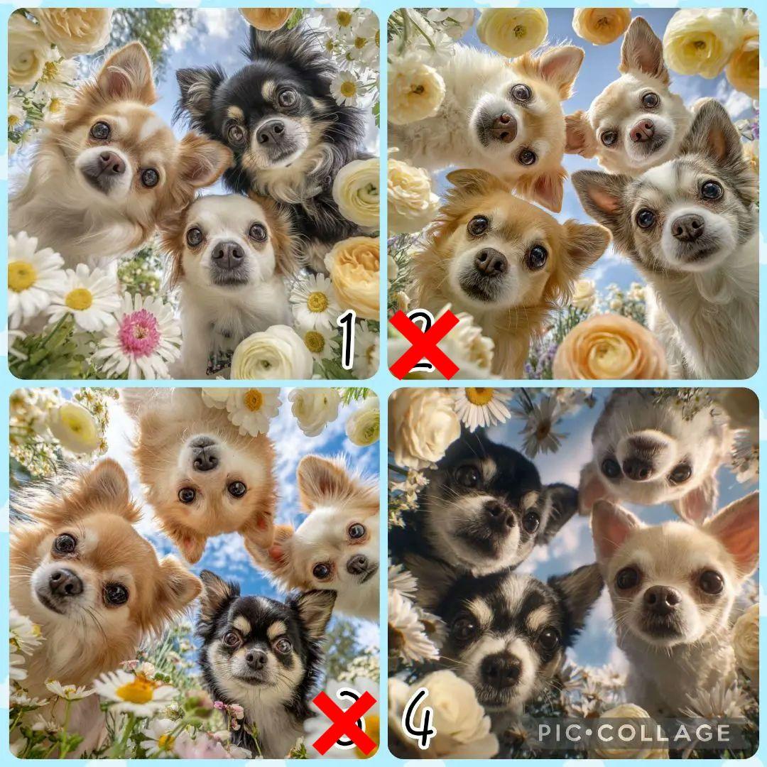 9/8♡わんちゃん♡チワワ♡パネル♡ハンドメイド