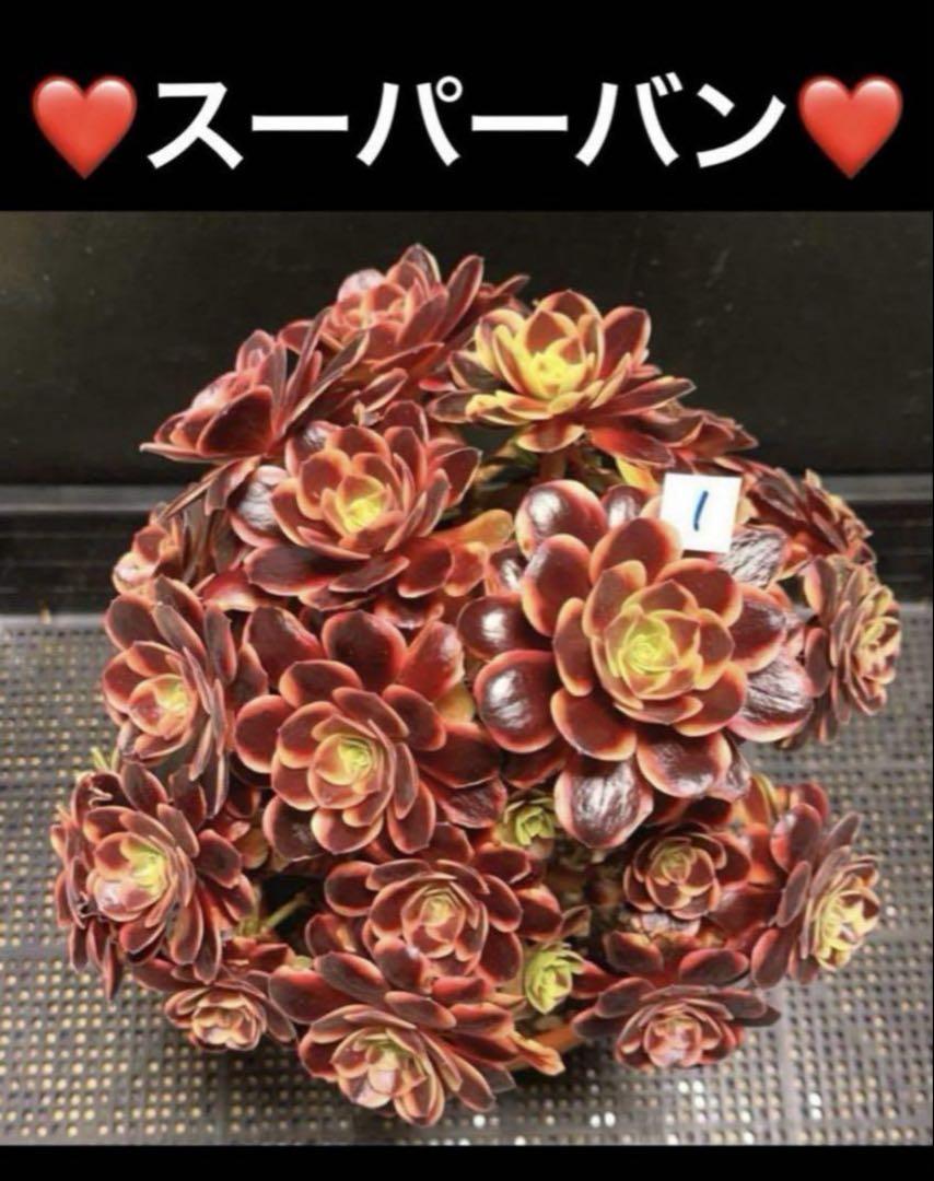 55#多肉植物アエオニウム錦❤️スーパーバン❤️1大頭2小頭3子芽18cm拨き苗