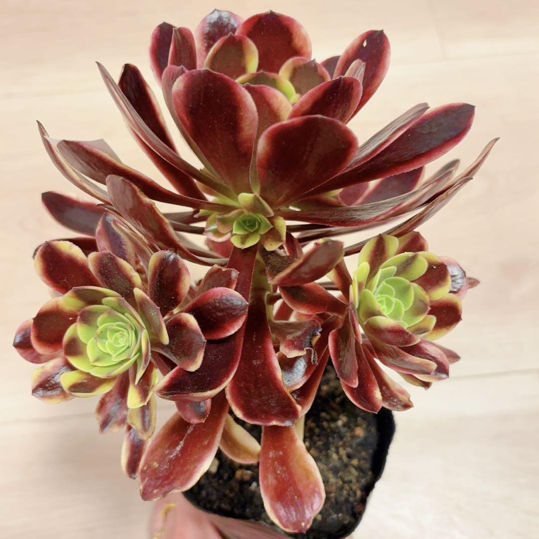 55#多肉植物アエオニウム錦❤️スーパーバン❤️1大頭2小頭3子芽18cm拨き苗