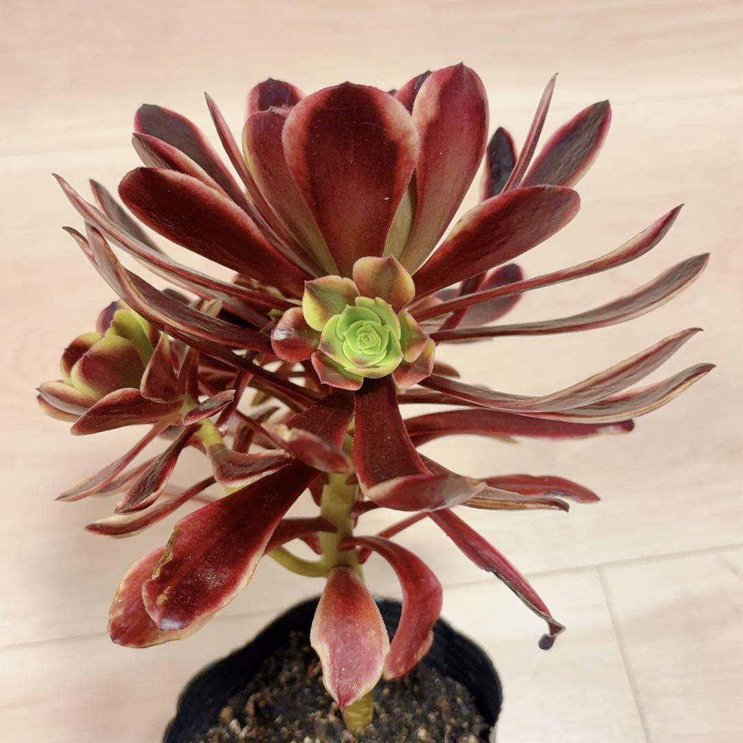 55#多肉植物アエオニウム錦❤️スーパーバン❤️1大頭2小頭3子芽18cm拨き苗