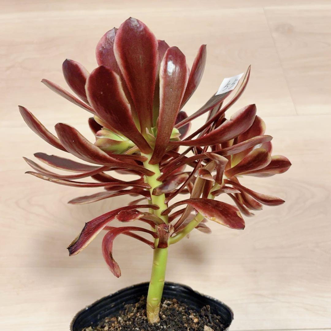 55#多肉植物アエオニウム錦❤️スーパーバン❤️1大頭2小頭3子芽18cm拨き苗