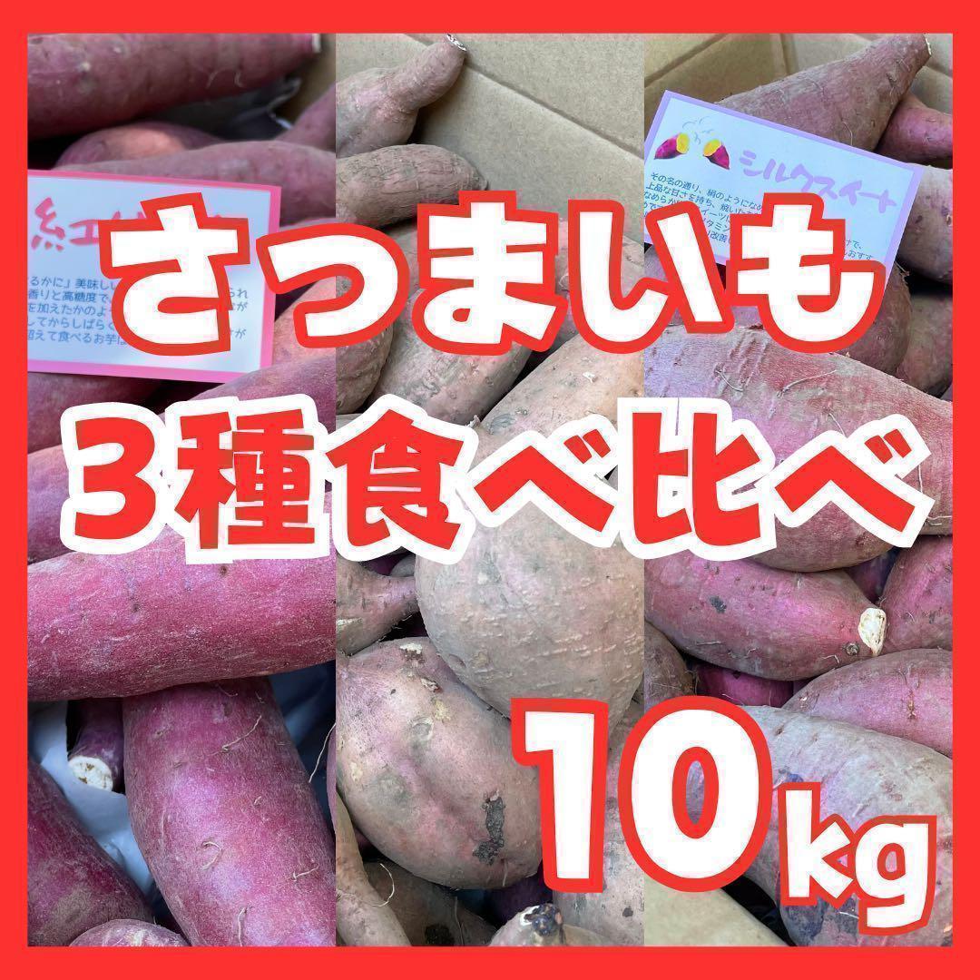 キャッサバ芋苗木 100本