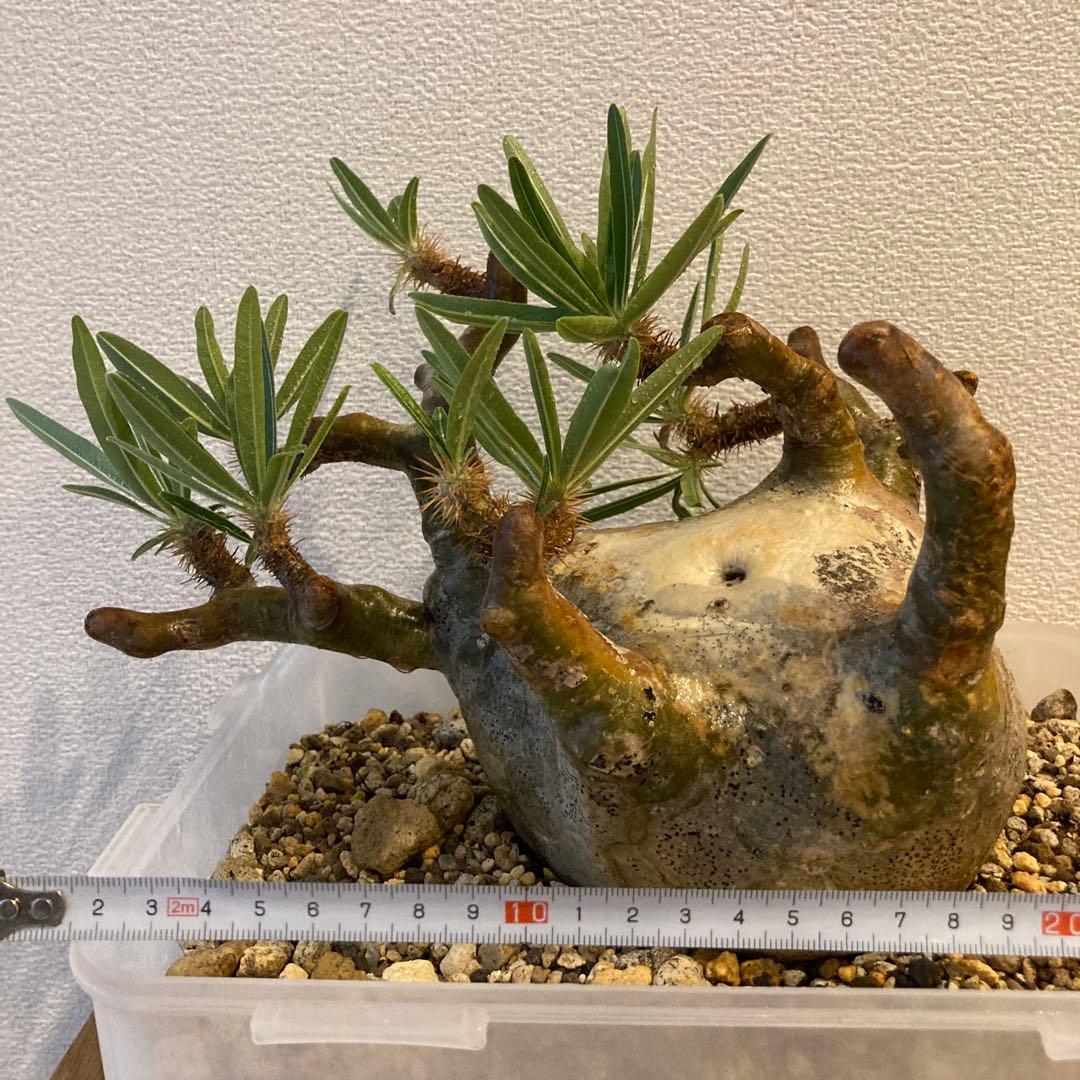 上コレ株 迷彩肌