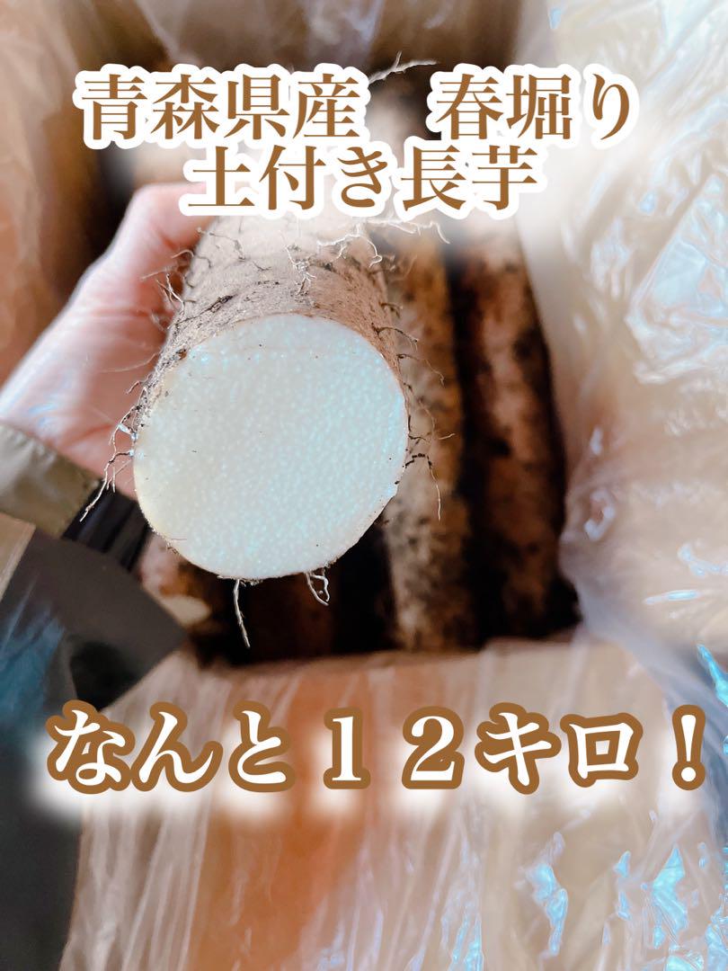 キャッサバ芋苗木 100本