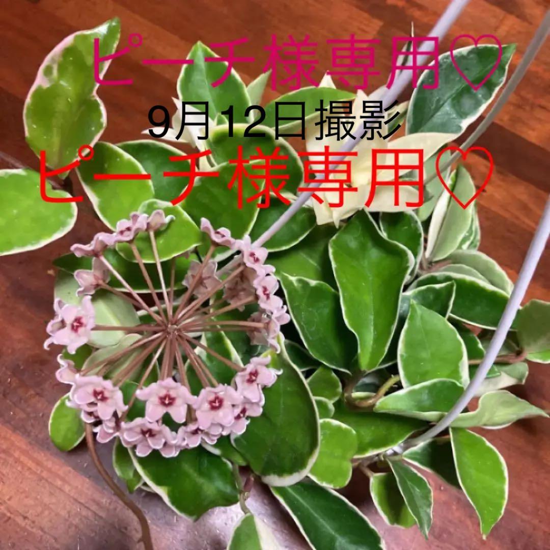 観葉植物 ホヤ カルノーサ リップカラー バリエガータ お花付き メルカリ