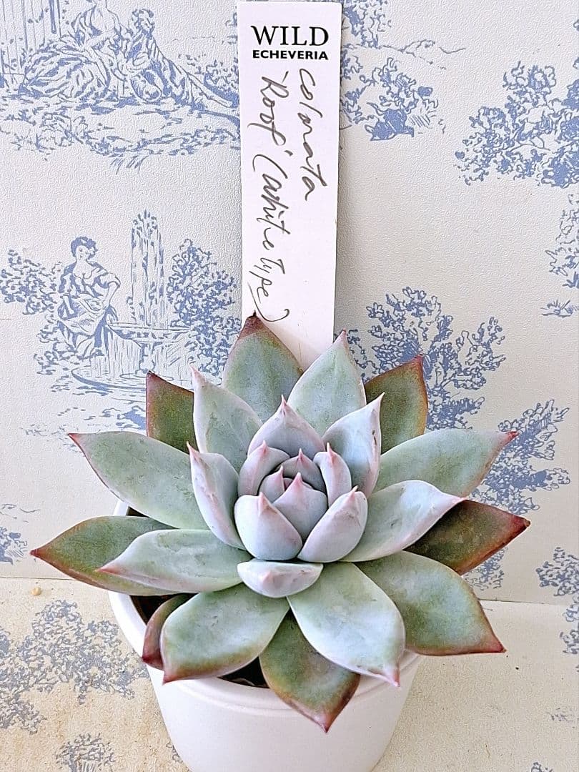 ホワイトタイプ 札付きポットごとメルカリ便サボテン相談室さん苗やや傷や汚れあり