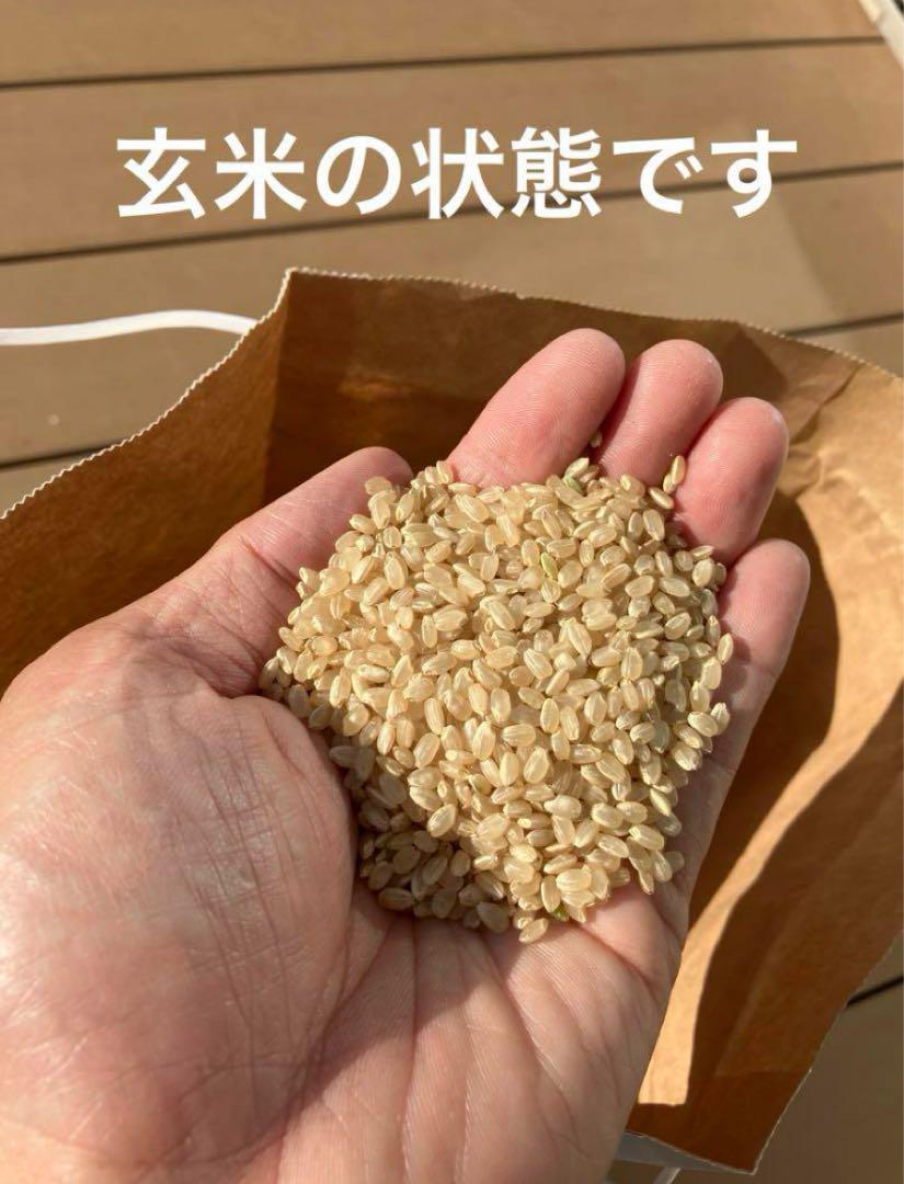令和6年産 新米キヌヒカリ10kg 農家直送 滋賀県産　送料無料