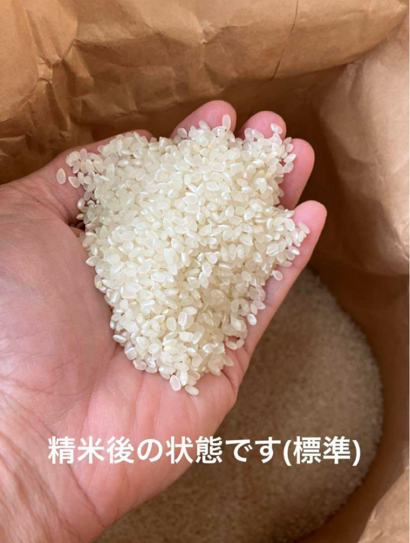 令和6年産 新米キヌヒカリ10kg 農家直送 滋賀県産　送料無料