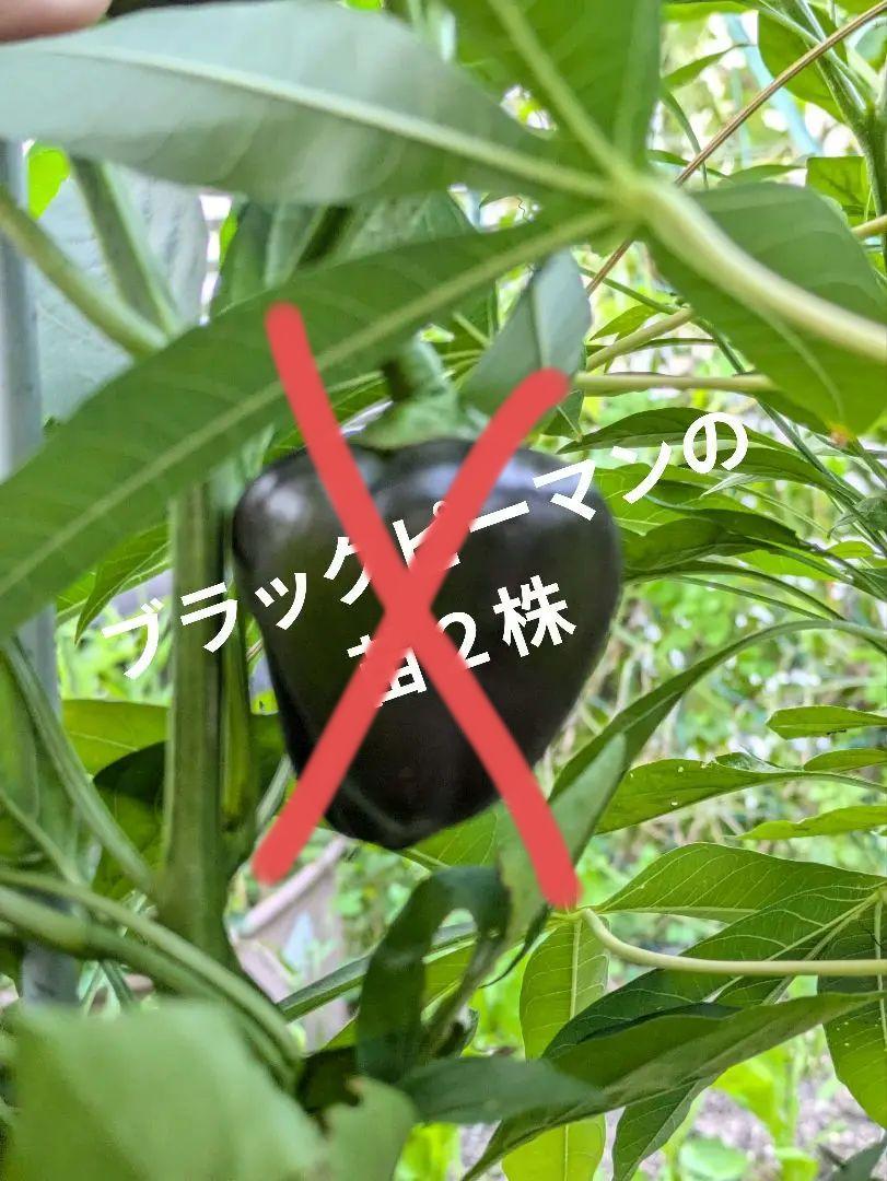 3327 農薬不使用 ブラックピーマンの苗２株