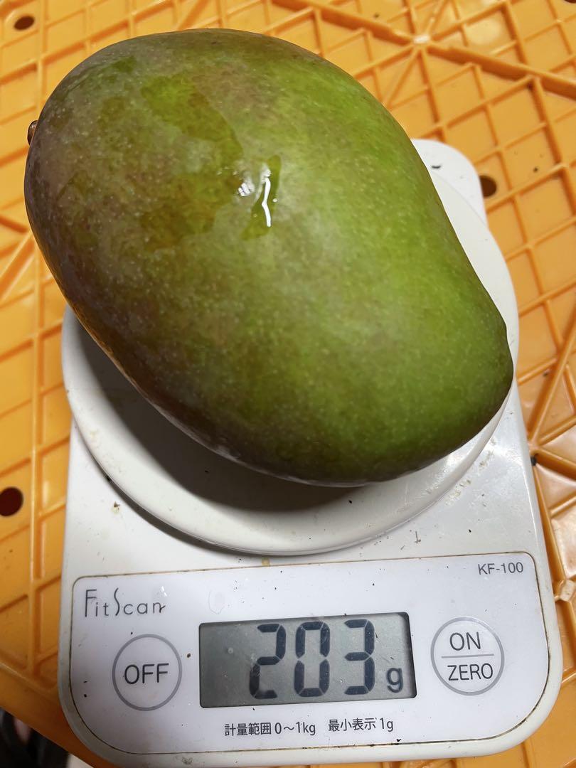 宮古島産　摘果マンゴー7kg（送料込み）即日発送^ ^
