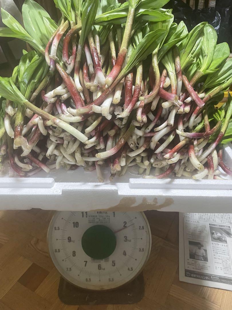 ラスト出品北海道産天然行者ニンニク2kg