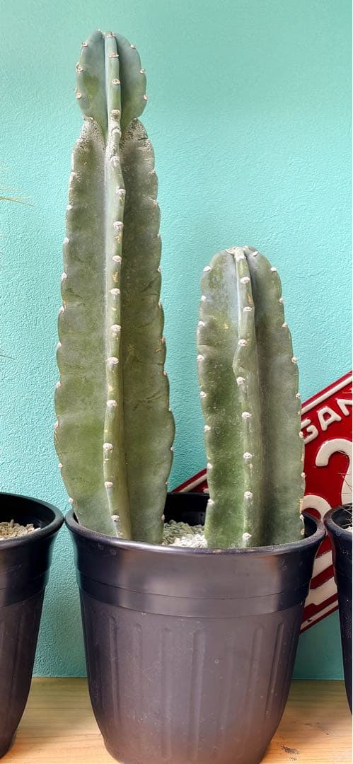 人気 サボテン3点セット 毛柱 ヤマカル柱 アズレウスやや傷や汚れあり YUZUMIYA_COM