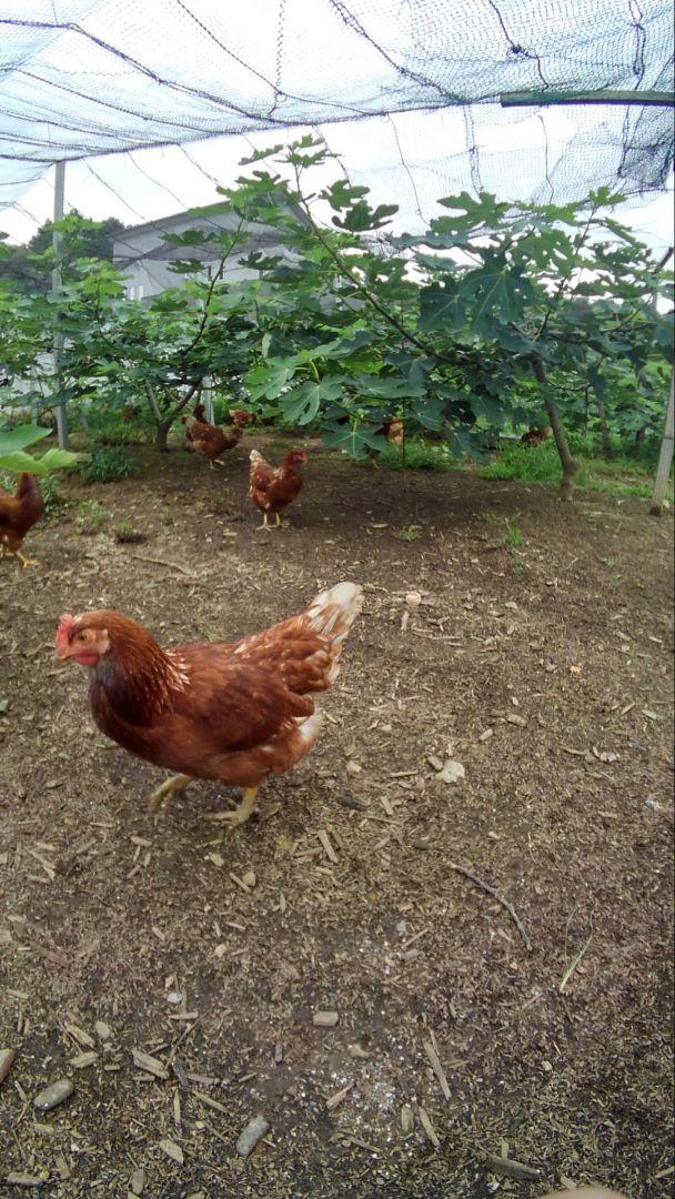 平飼い卵80個５/7常温発送 pd_38d0921f56775a8f7ce981c4795