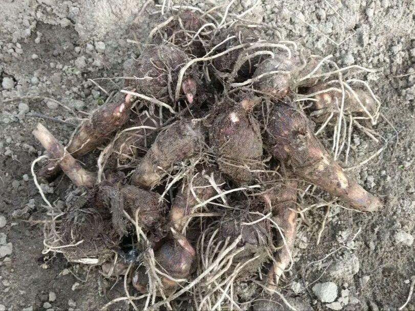 土付き赤芽里芋　種用にも　箱別23キロ　愛知県産
