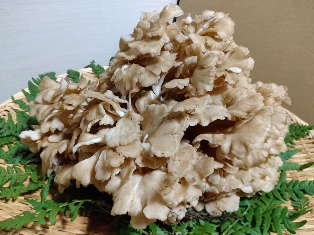 天然きのこ　マイタケ　舞茸　約1.2kg　②　きのこ
