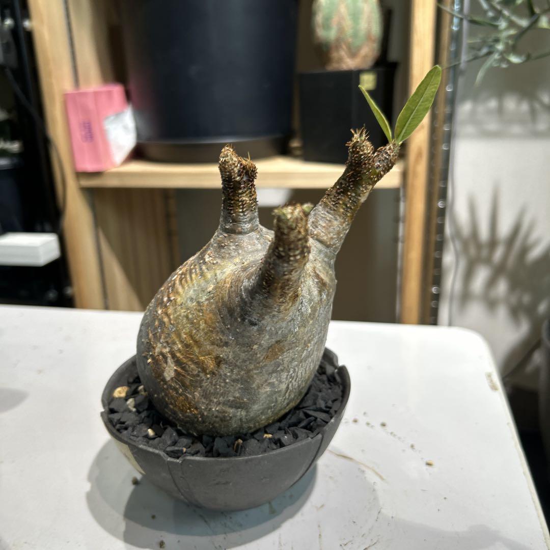 塊根植物 パキポディウムグラキリス　発根済み