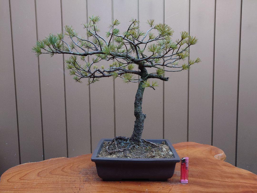 【五葉松】 樹高 42cm 盆栽 五葉松 樹高42cm - メルカリ
