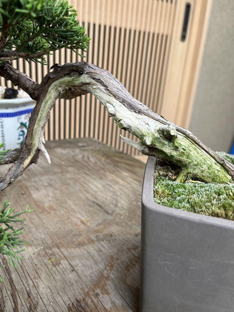 ケヤキ ミニ盆栽 （友禅欅(ケヤキ) 小品盆栽 盆栽 小判形陶器鉢