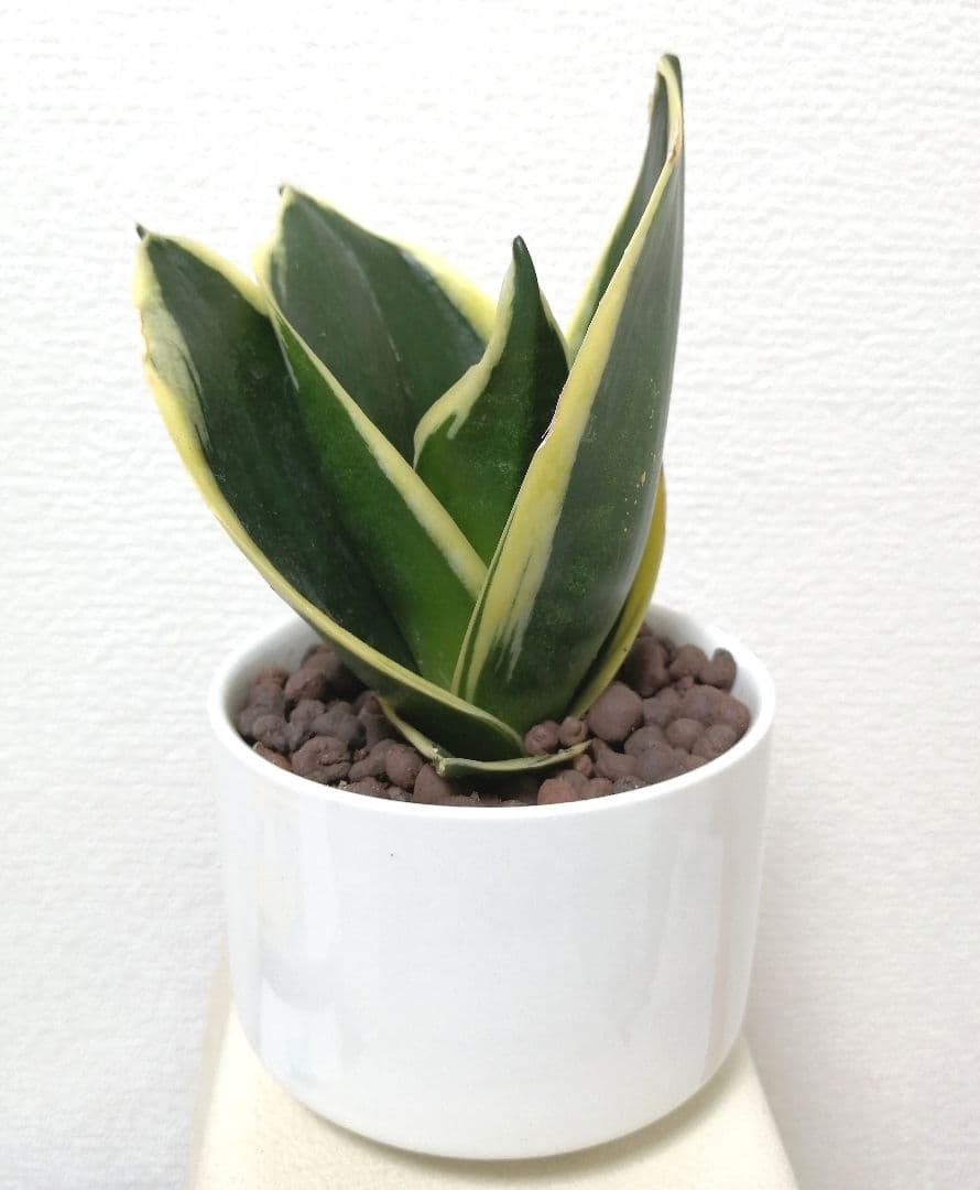 アガベ ノーネーム コレクション株】ノーネーム ボールタイプ アガベ