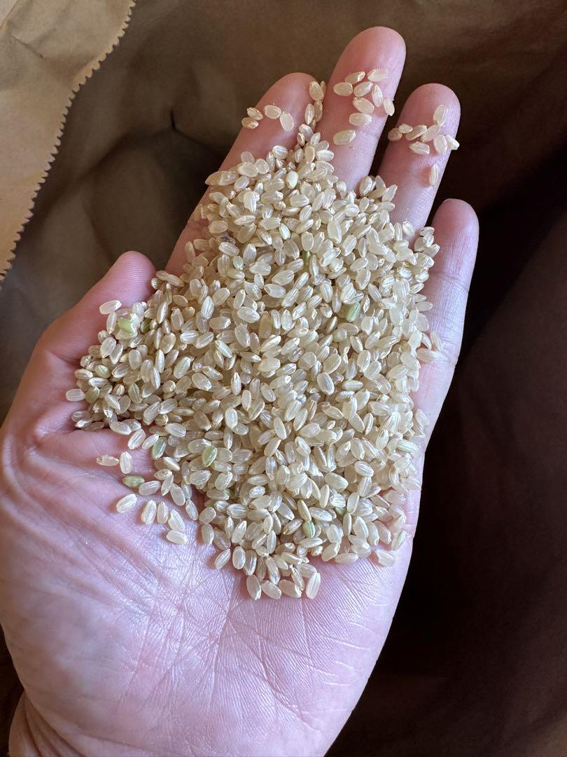 令和６年産新米「コシヒカリ」減農薬　玄米３０ｋｇ