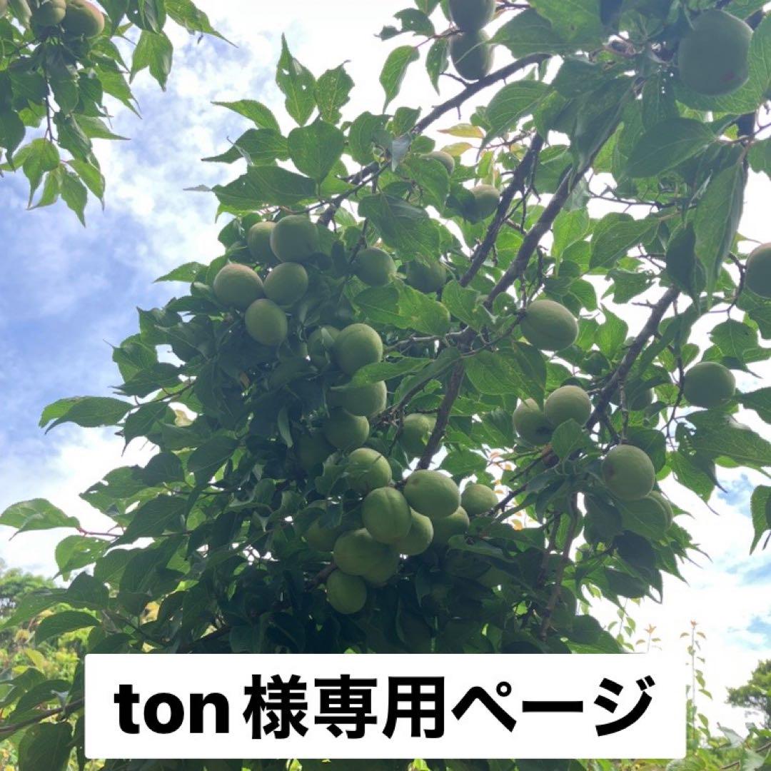 青梅の苗