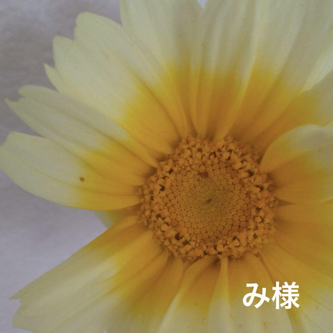 み様