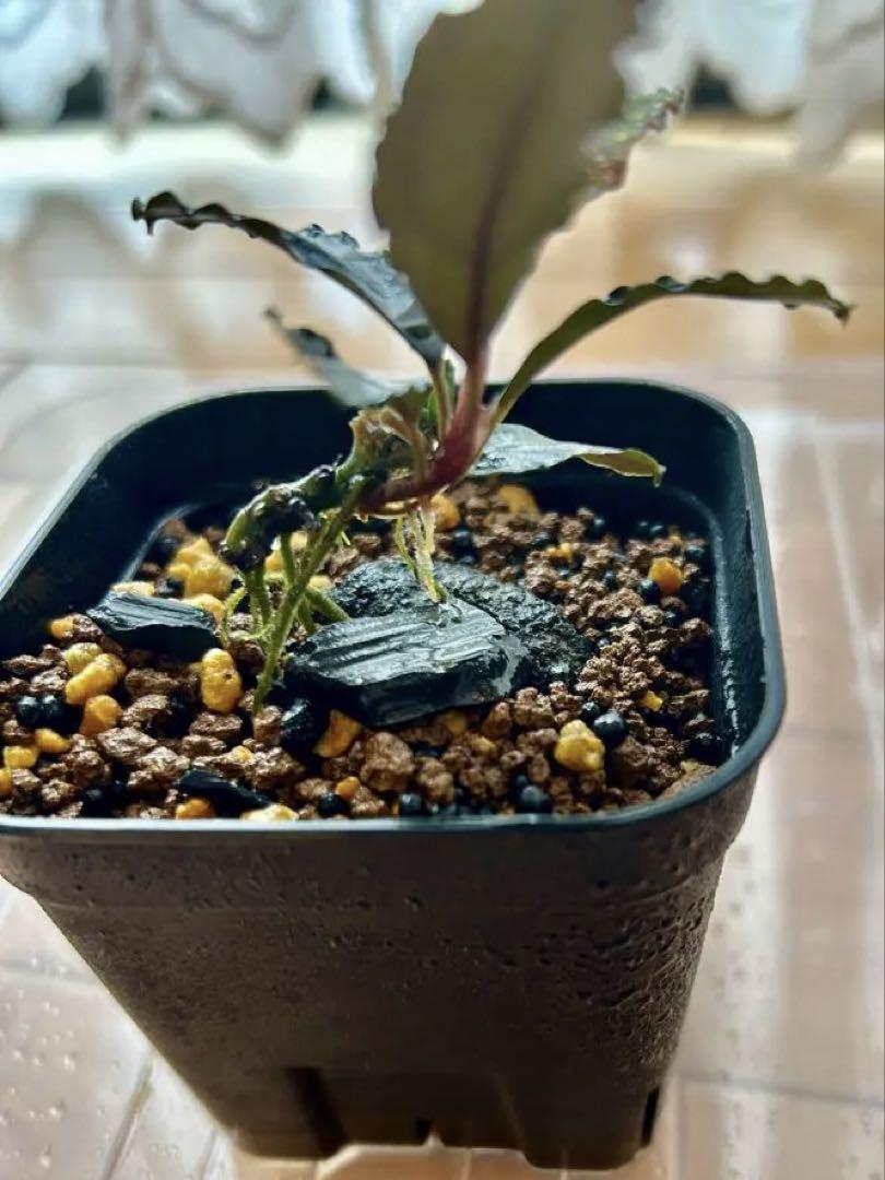 Bucephalandra Deep Purple — Buce Plant