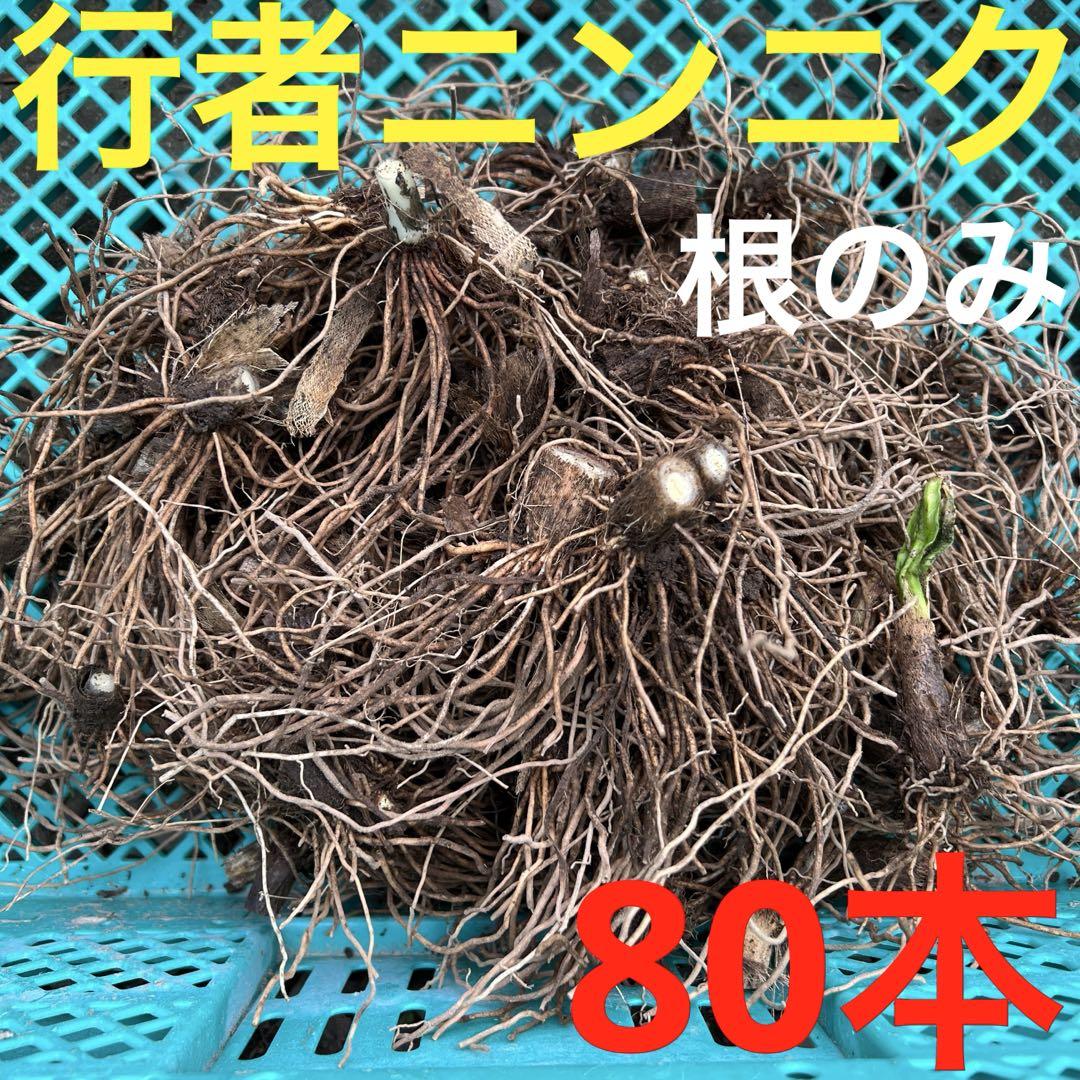 野菜の球根（根付き）　行者ニンニク　根のみ　苗　球根　300本 山菜の球根 野菜 行者ニンニク 根のみ 苗 球根 80本 - メルカリ