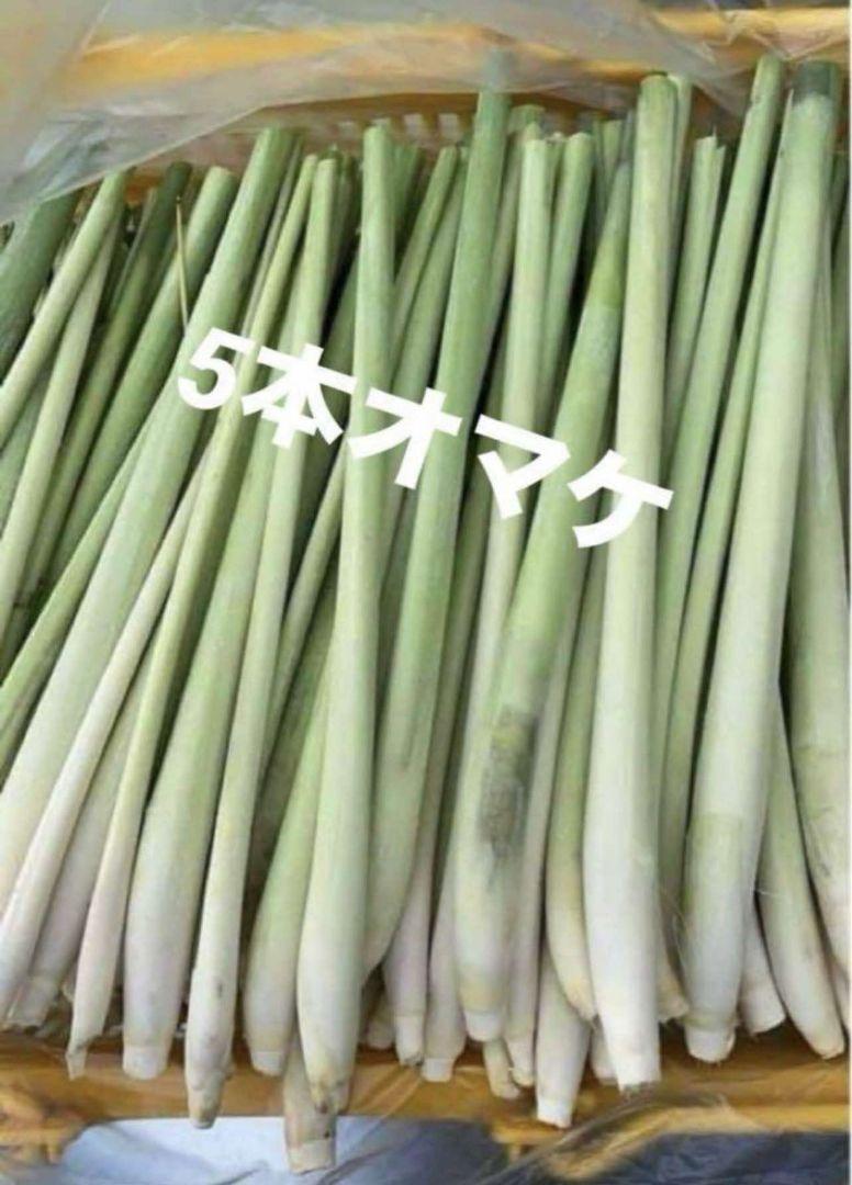 ベトナム生ガランガル1袋(1袋250g約生レモングラス200g約。ホムデンオマケ ベトナム生ガランガル1袋(1袋250g約生レモングラス200g約