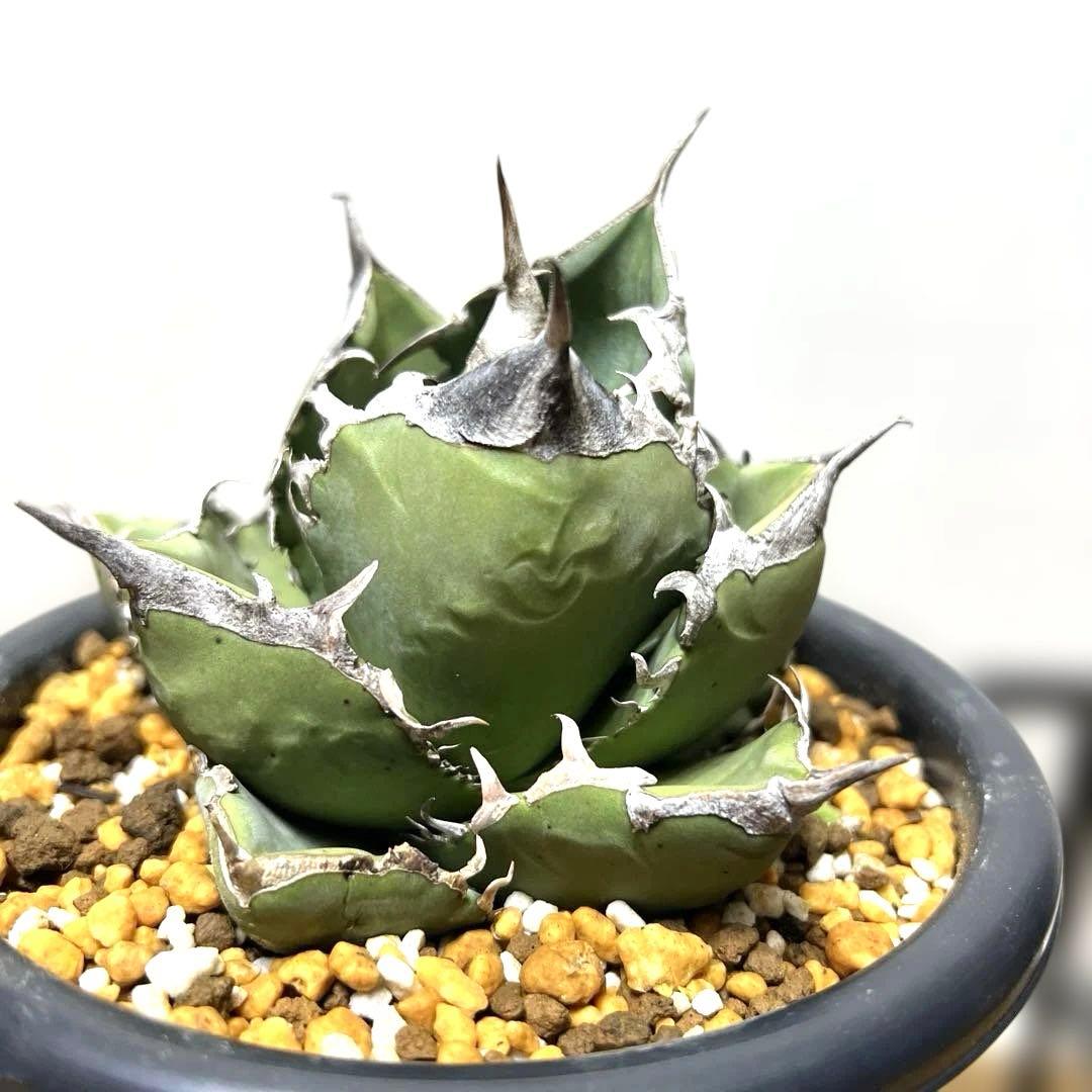 アガベ 鉢植発送 上血統 南アフリカダイヤモンド 大株親株 株 YUZUMIYA_COM