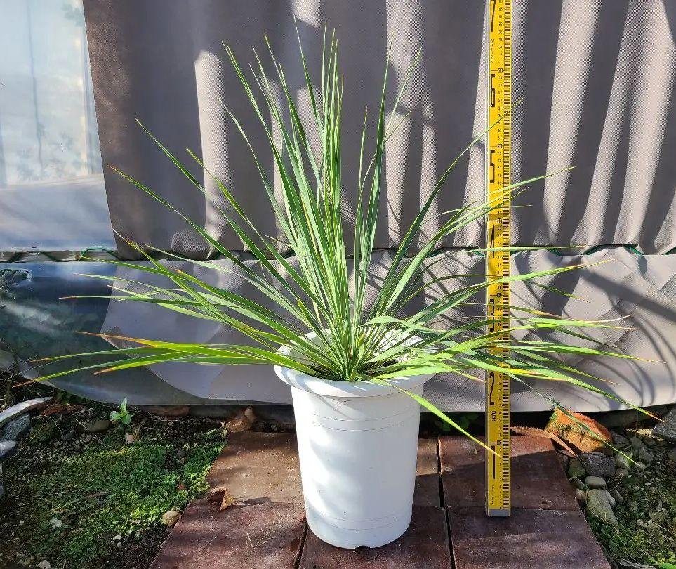 ユッカ ロストラータ 7号鉢物全長60cm