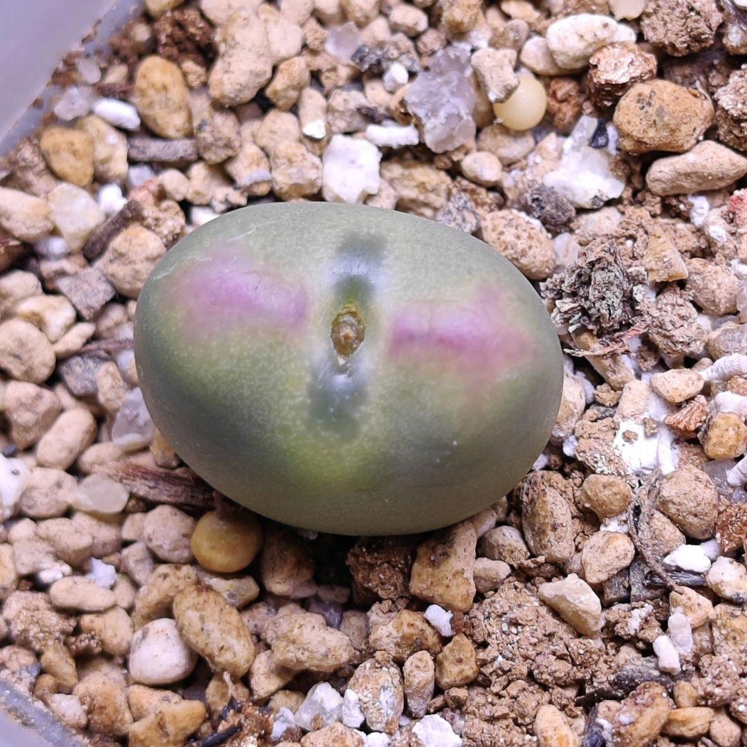 コノフィツム ビロブム×マウガニー 特選