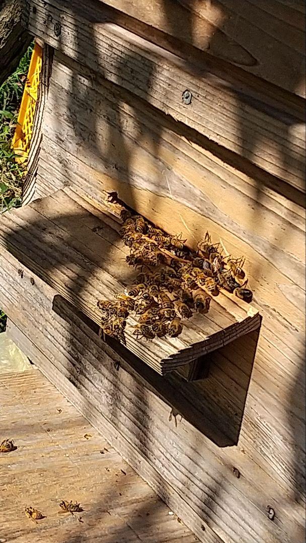 国産天然はちみつ　ニホンミツバチの百花蜜　1150グラム 2本