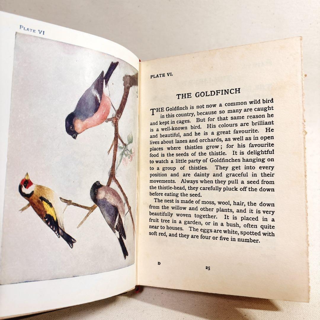 海外 ヴィンテージ洋書 BIRDS 鳥の図鑑 イギリス 海外 ヴィンテージ洋書 BIRDS 鳥の図鑑 イギリス 洋書