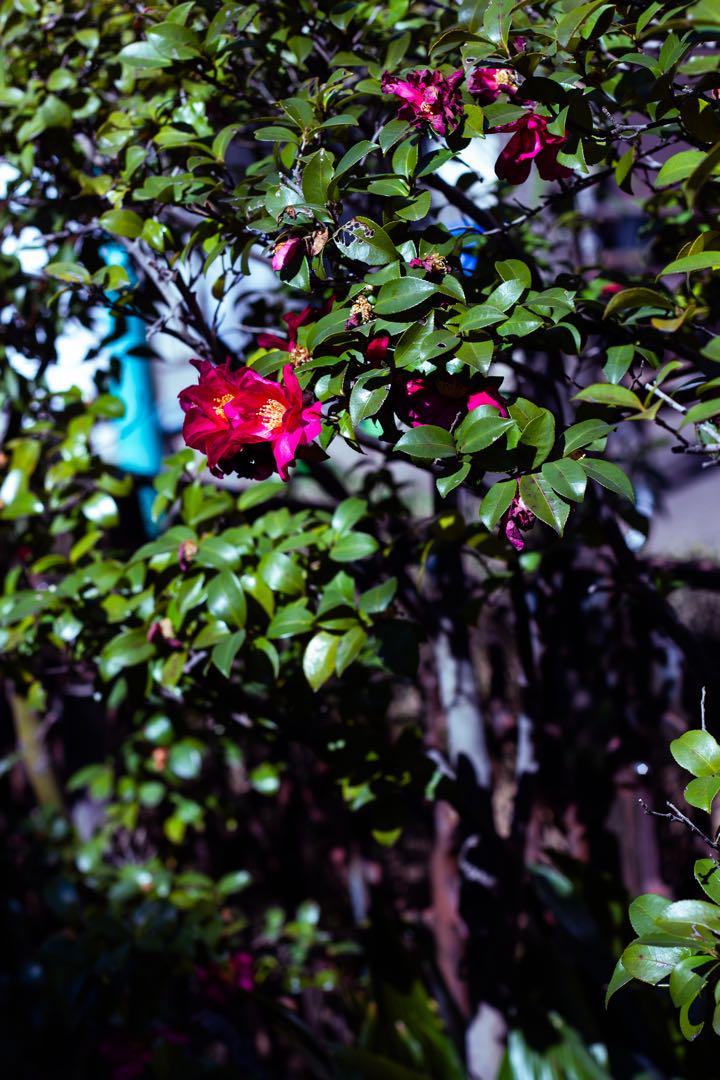 ● eos7D