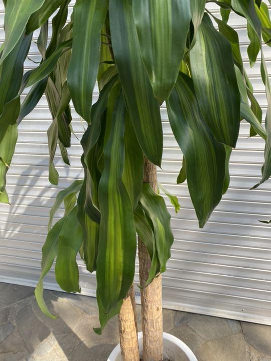 低価爆買い 値下幸福の木ドラセナ大型観葉植物お部屋元気に 170cm 引取又は都内配送応相談 OVi8o-m79038302337 新品最新品