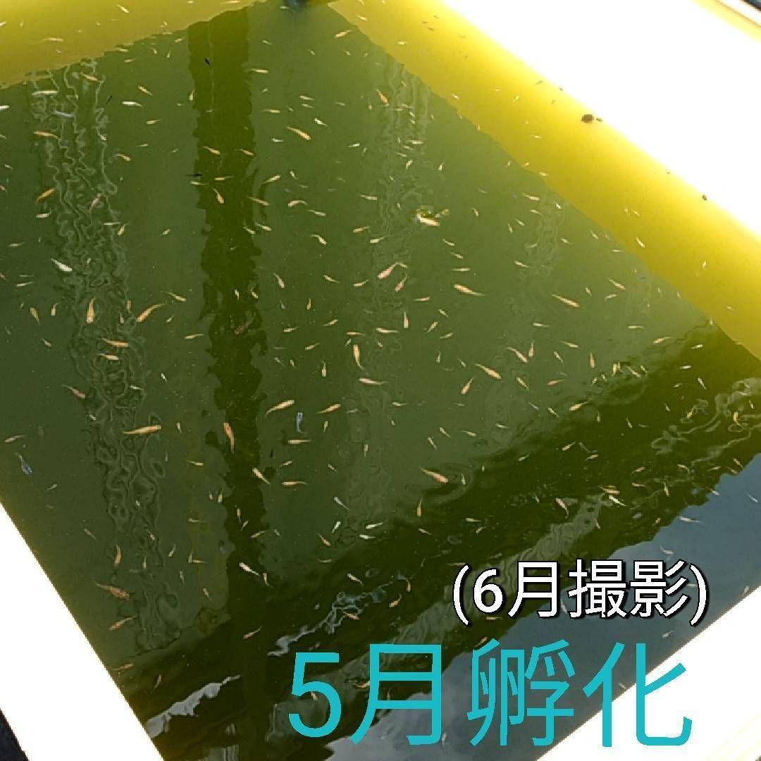 メダカ産卵床 10㎝ ☆産助(さんすけ)2号☆ ※組立不要！※熱帯魚