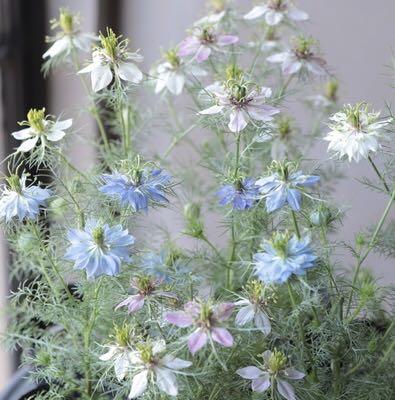 ニゲラ ペルシャンジュエル 切り花やドライフラワーにもオススメ 八重咲き種 種子 メルカリ ニゲラ ペルシャンジュエル 切り花やドライフラワーにもオススメ 八重咲き種 種子 メルカリ